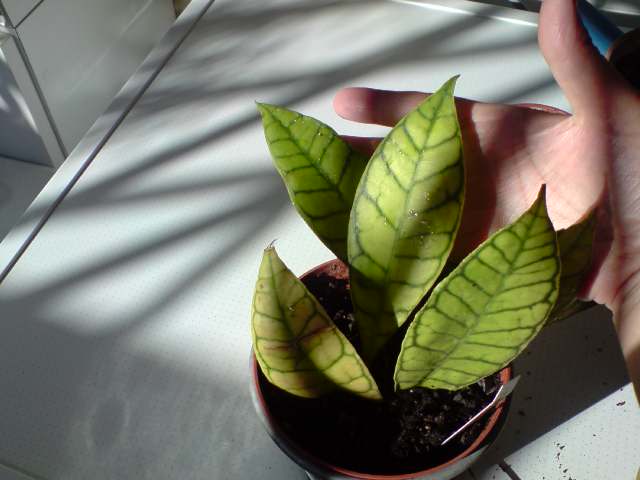 [Foto de planta, jardin, jardineria]