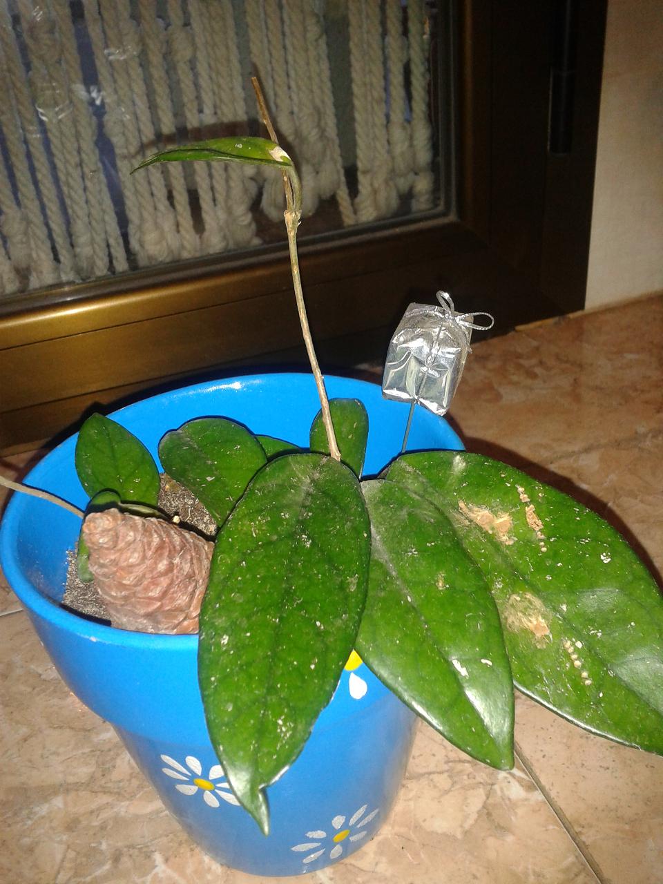 [Foto de planta, jardin, jardineria]