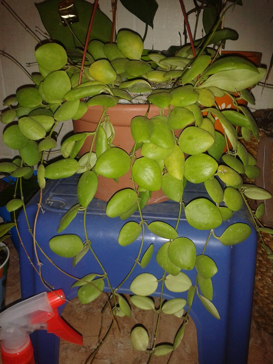 [Foto de planta, jardin, jardineria]