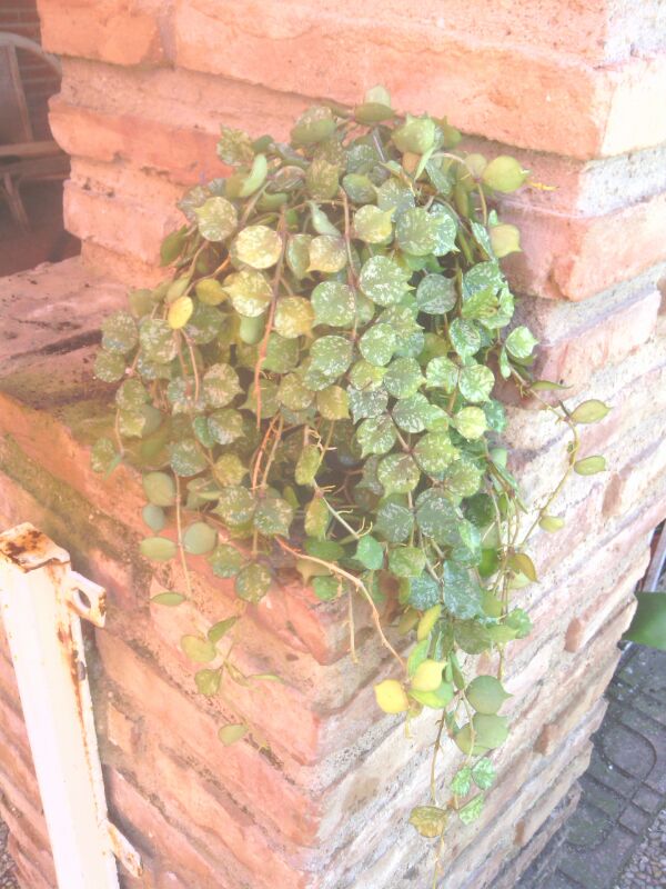 [Foto de planta, jardin, jardineria]