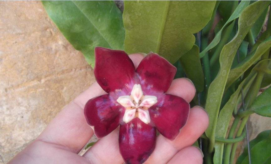 [Foto de planta, jardin, jardineria]