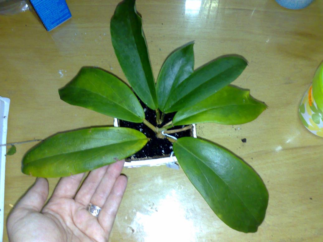 [Foto de planta, jardin, jardineria]