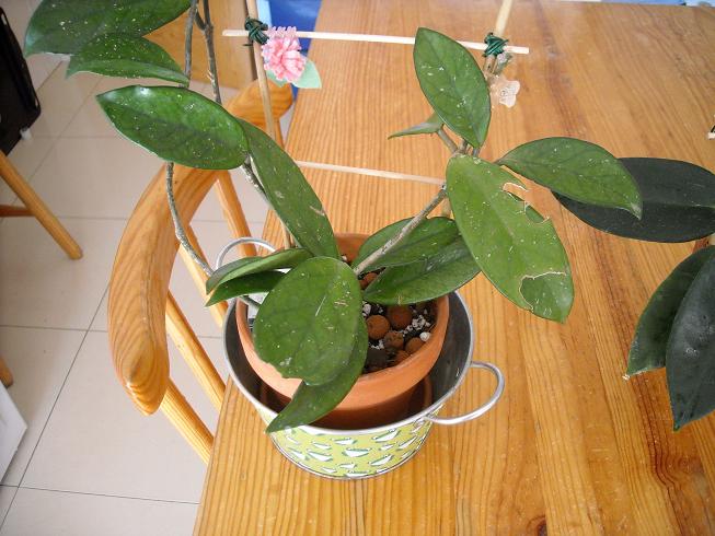 [Foto de planta, jardin, jardineria]