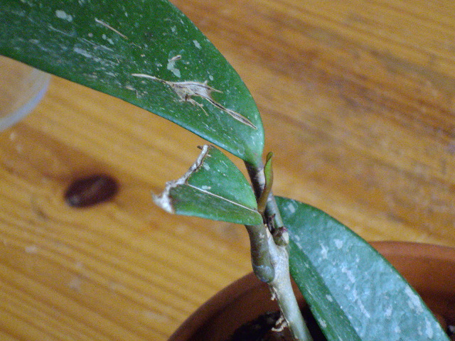 [Foto de planta, jardin, jardineria]