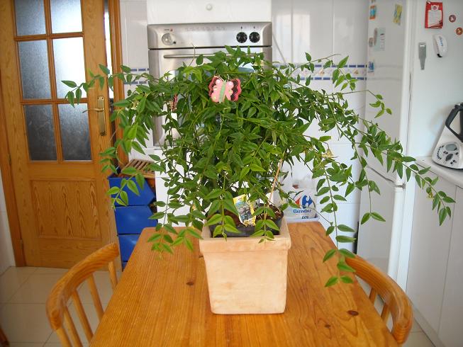 [Foto de planta, jardin, jardineria]