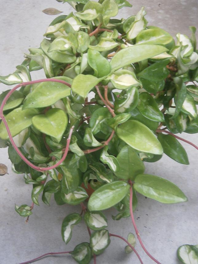 [Foto de planta, jardin, jardineria]
