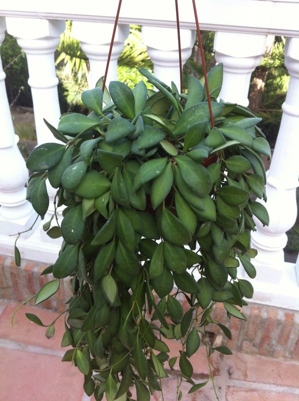 [Foto de planta, jardin, jardineria]