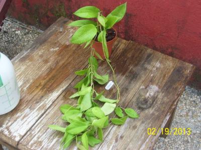 [Foto de planta, jardin, jardineria]