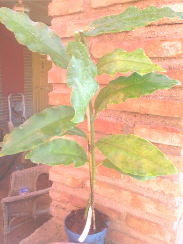 [Foto de planta, jardin, jardineria]