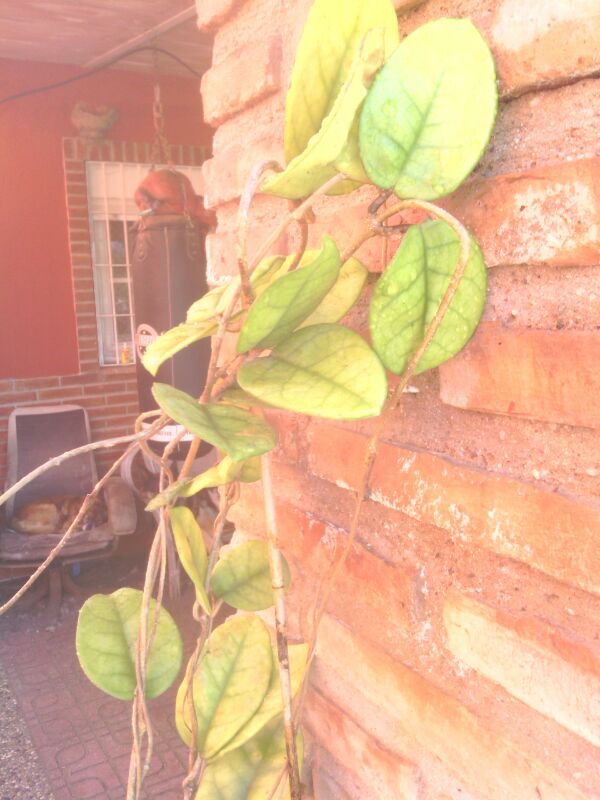 [Foto de planta, jardin, jardineria]