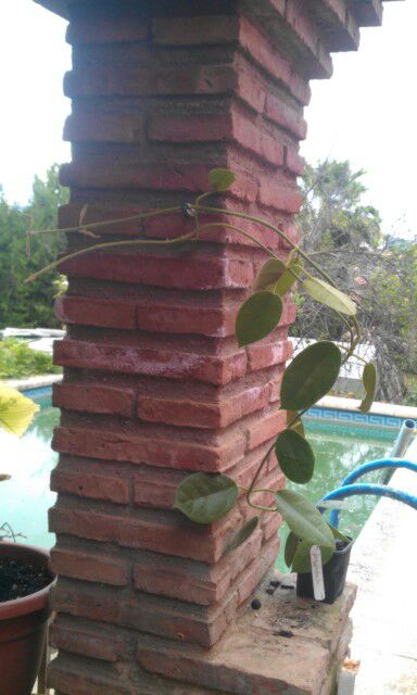 [Foto de planta, jardin, jardineria]