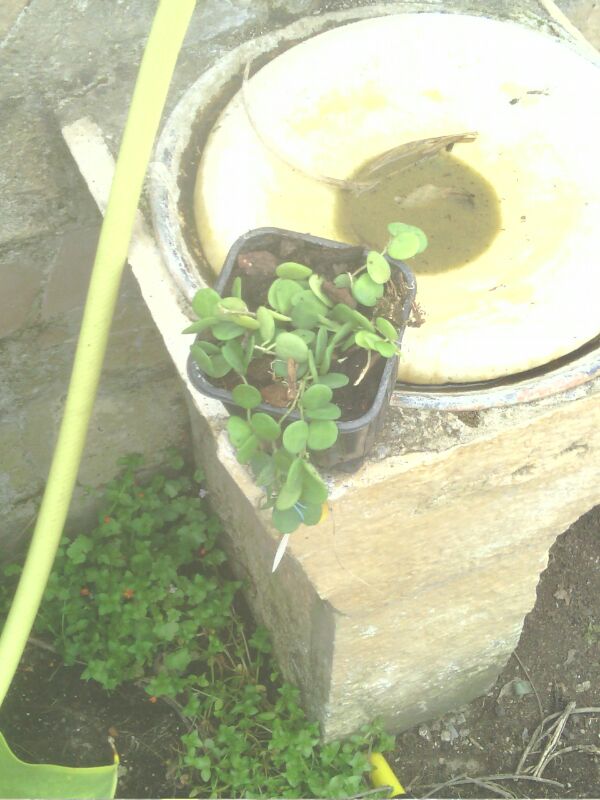 [Foto de planta, jardin, jardineria]