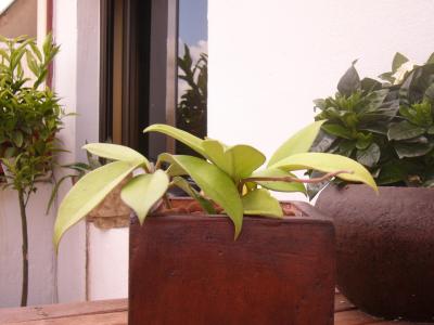 [Foto de planta, jardin, jardineria]