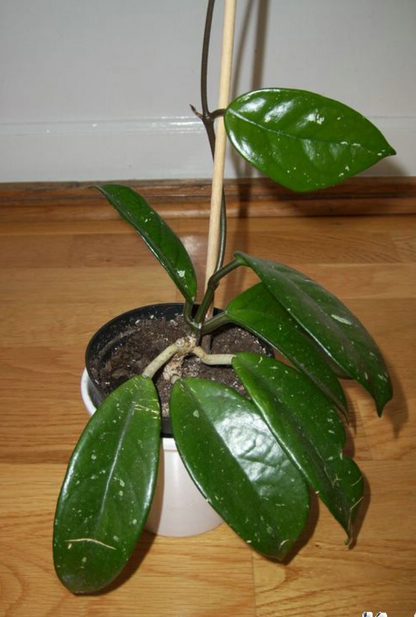 [Foto de planta, jardin, jardineria]
