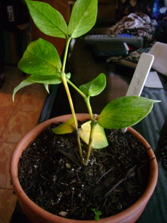 [Foto de planta, jardin, jardineria]