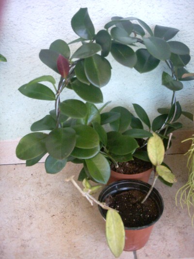 [Foto de planta, jardin, jardineria]