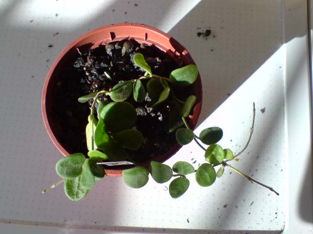 [Foto de planta, jardin, jardineria]