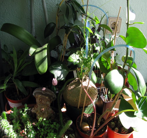 [Foto de planta, jardin, jardineria]