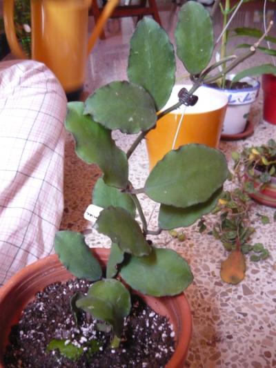 [Foto de planta, jardin, jardineria]