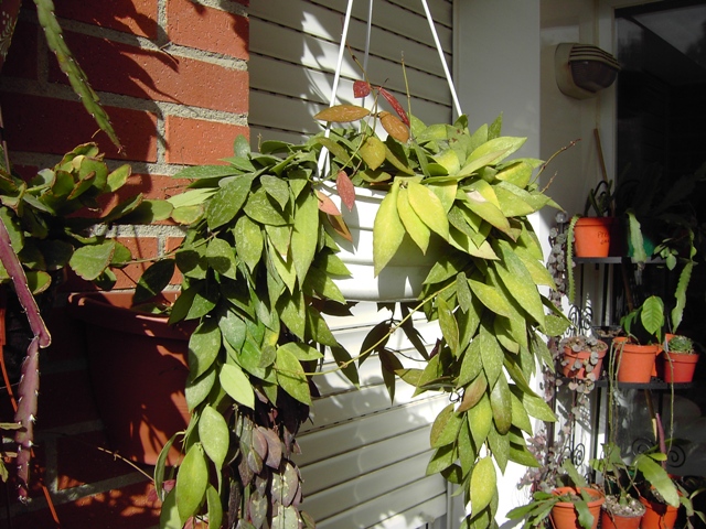 [Foto de planta, jardin, jardineria]