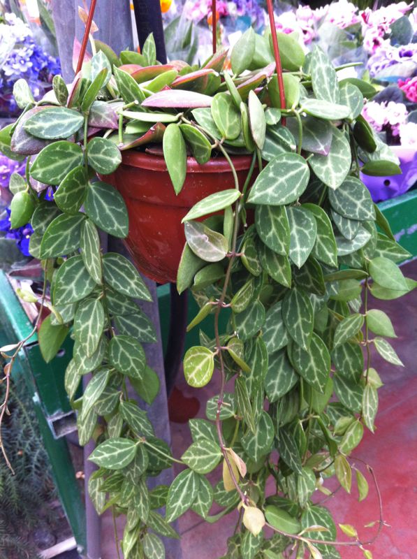 [Foto de planta, jardin, jardineria]