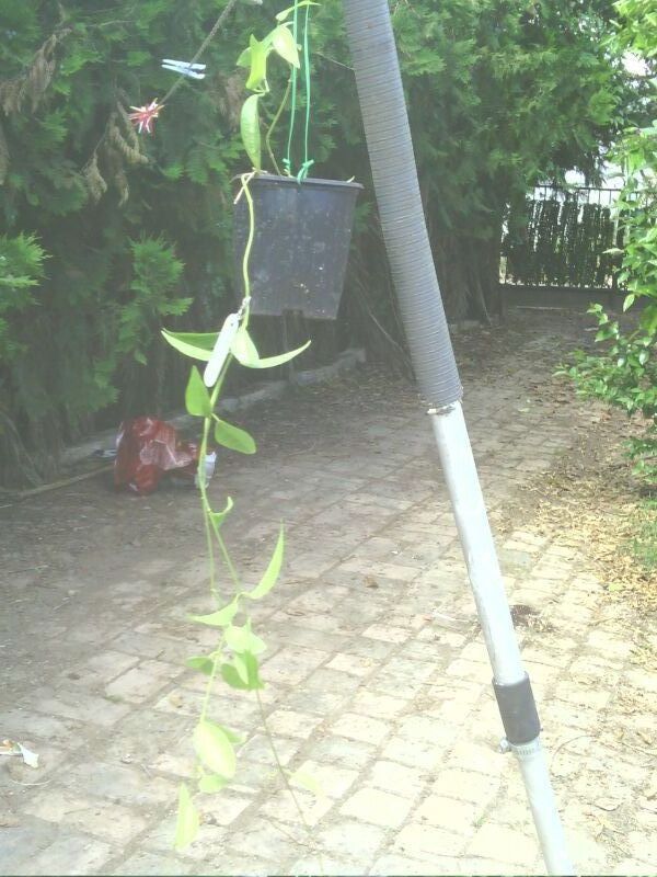 [Foto de planta, jardin, jardineria]