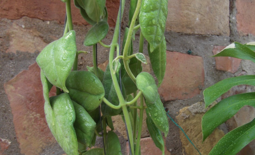 [Foto de planta, jardin, jardineria]