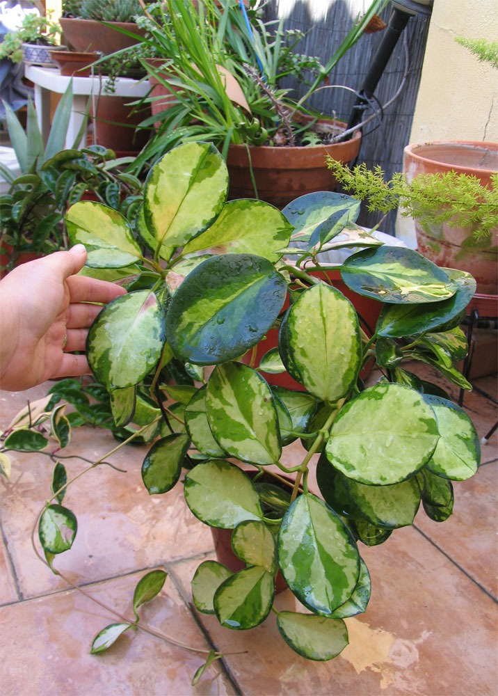 [Foto de planta, jardin, jardineria]