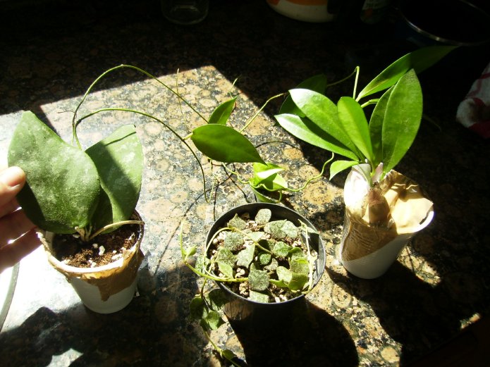 [Foto de planta, jardin, jardineria]
