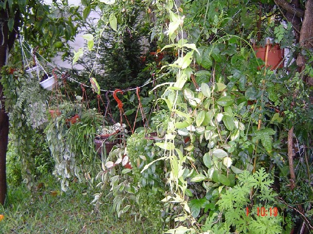 [Foto de planta, jardin, jardineria]