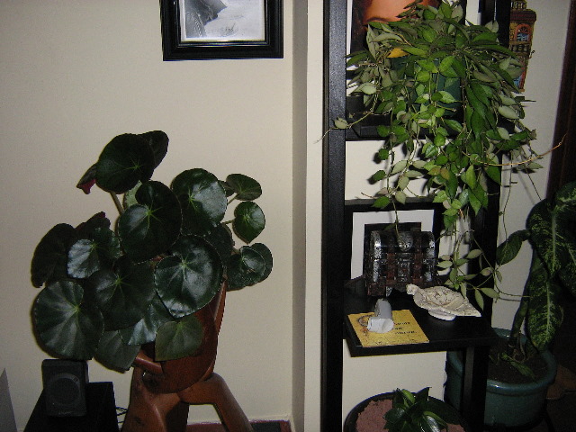 [Foto de planta, jardin, jardineria]