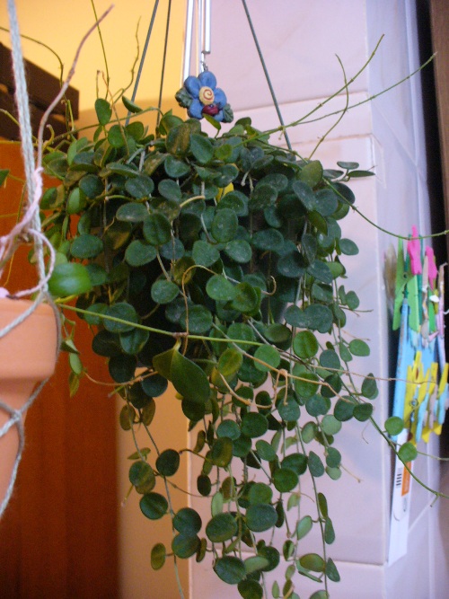 [Foto de planta, jardin, jardineria]