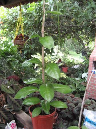 [Foto de planta, jardin, jardineria]