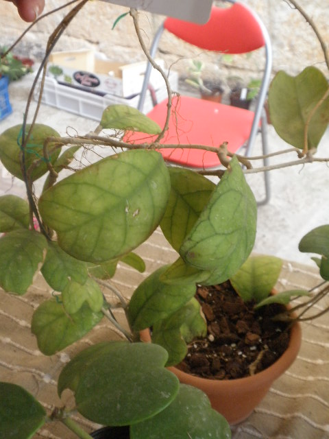[Foto de planta, jardin, jardineria]