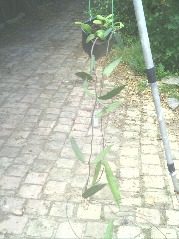 [Foto de planta, jardin, jardineria]