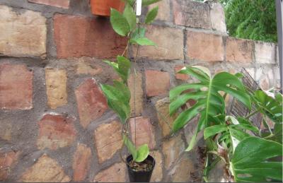 [Foto de planta, jardin, jardineria]