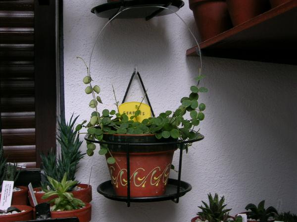 [Foto de planta, jardin, jardineria]