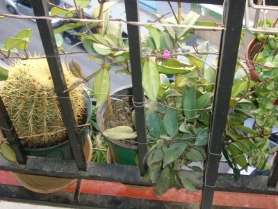 [Foto de planta, jardin, jardineria]