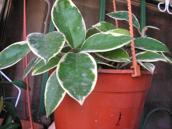 [Foto de planta, jardin, jardineria]