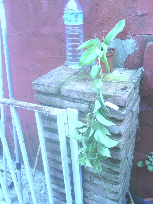 [Foto de planta, jardin, jardineria]