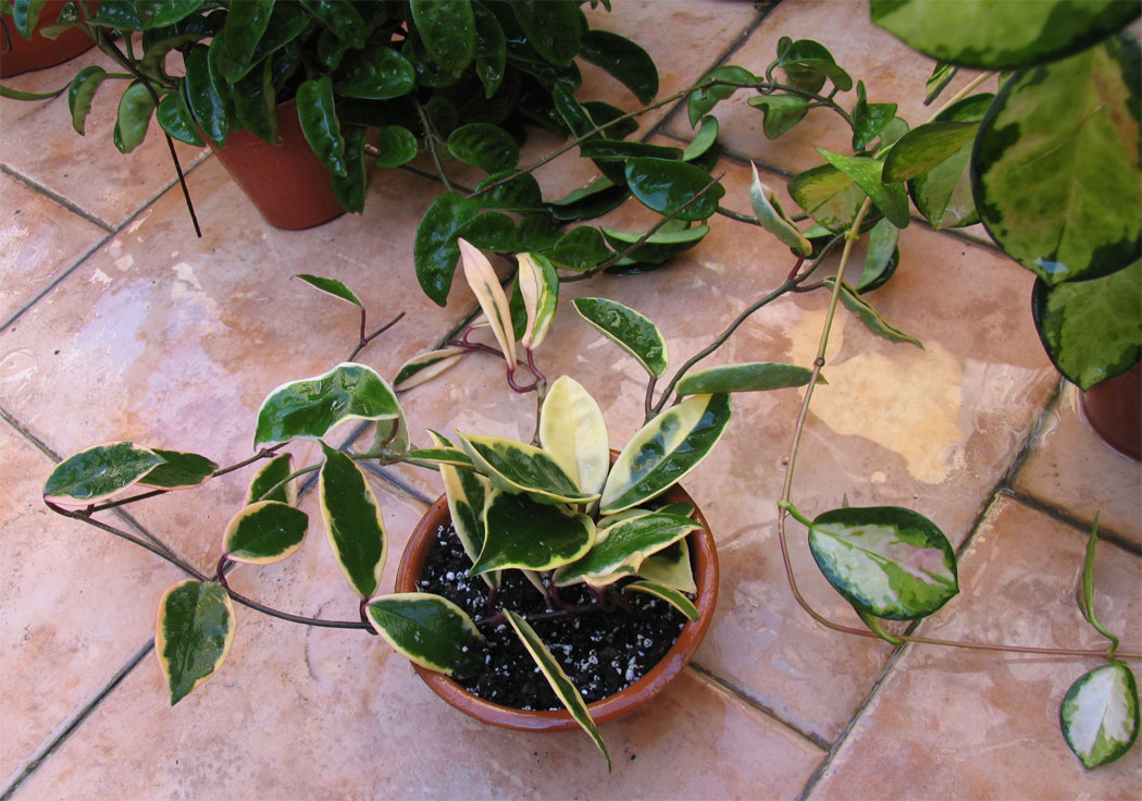 [Foto de planta, jardin, jardineria]