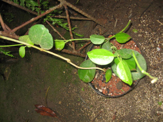 [Foto de planta, jardin, jardineria]