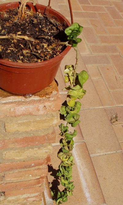 [Foto de planta, jardin, jardineria]