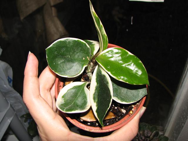[Foto de planta, jardin, jardineria]