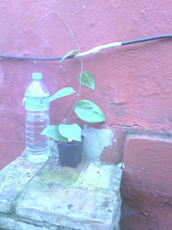 [Foto de planta, jardin, jardineria]