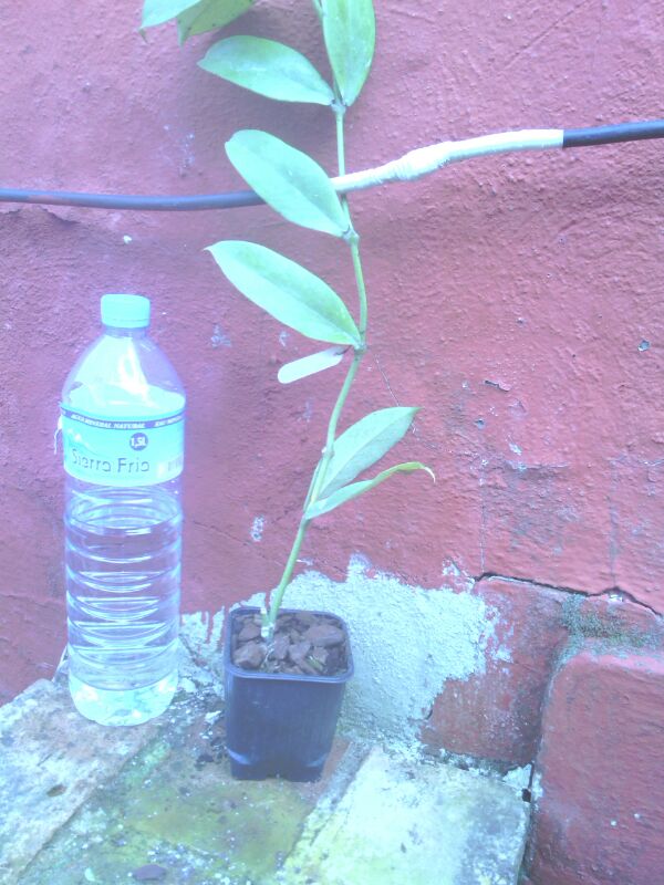 [Foto de planta, jardin, jardineria]