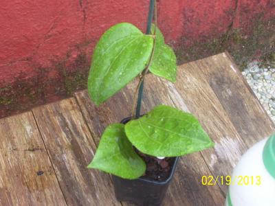 [Foto de planta, jardin, jardineria]