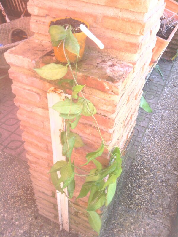 [Foto de planta, jardin, jardineria]