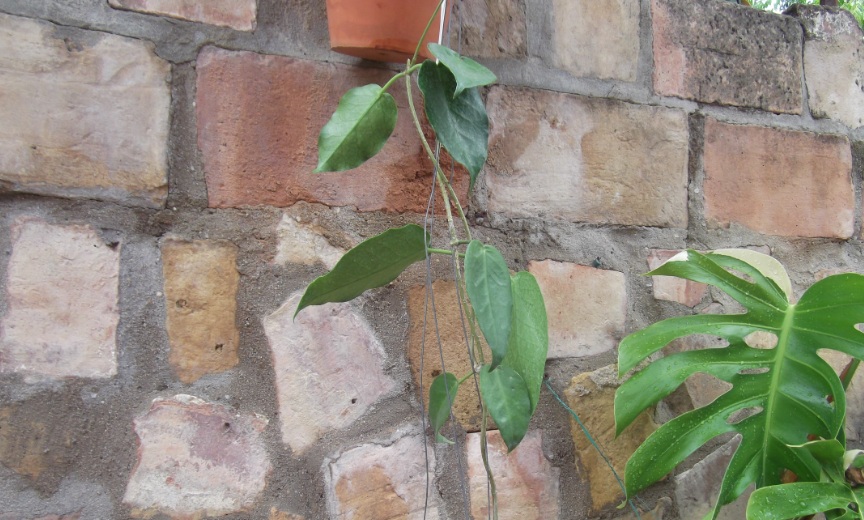 [Foto de planta, jardin, jardineria]