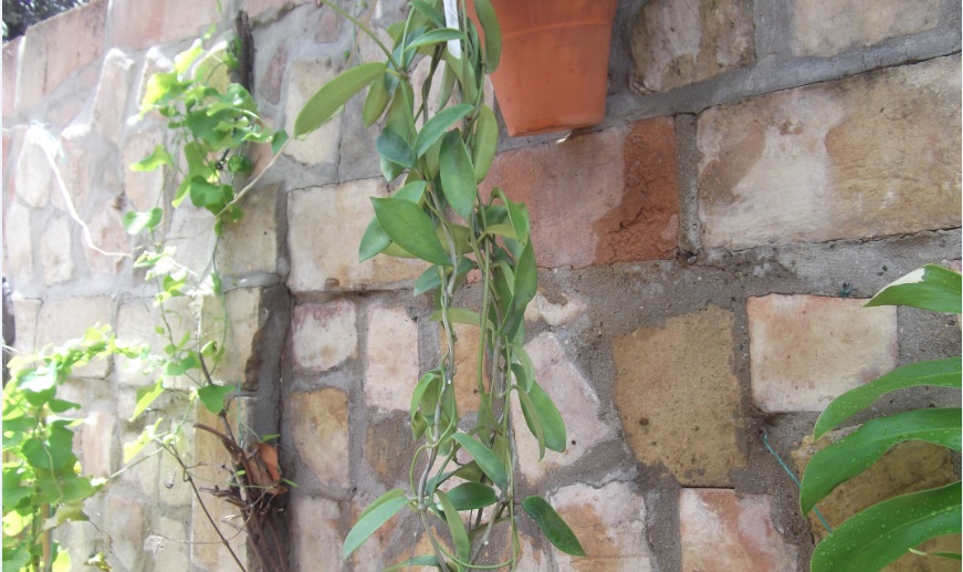 [Foto de planta, jardin, jardineria]